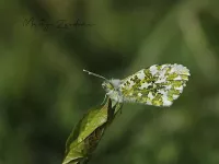 Foto: Oranjetipje [Anthocharis cardamines] Broekpolder Vlaardingen (16mrt2020) 